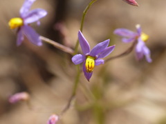 Cyanella hyacinthoides