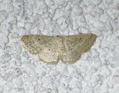 Scopula benitaria