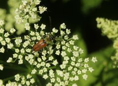 Pseudovadonia livida