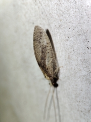 Hemerobius
