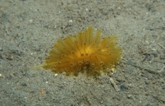 Antiopella cristata