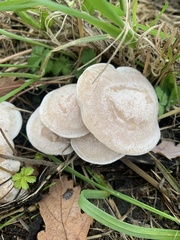 Clitocybe
