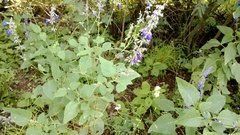 Salvia urolepis