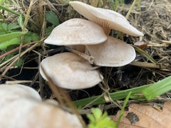Clitocybe