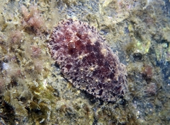 Discodorididae