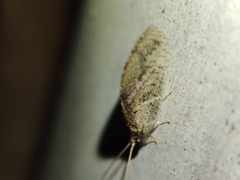 Hemerobius