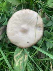 Clitocybe