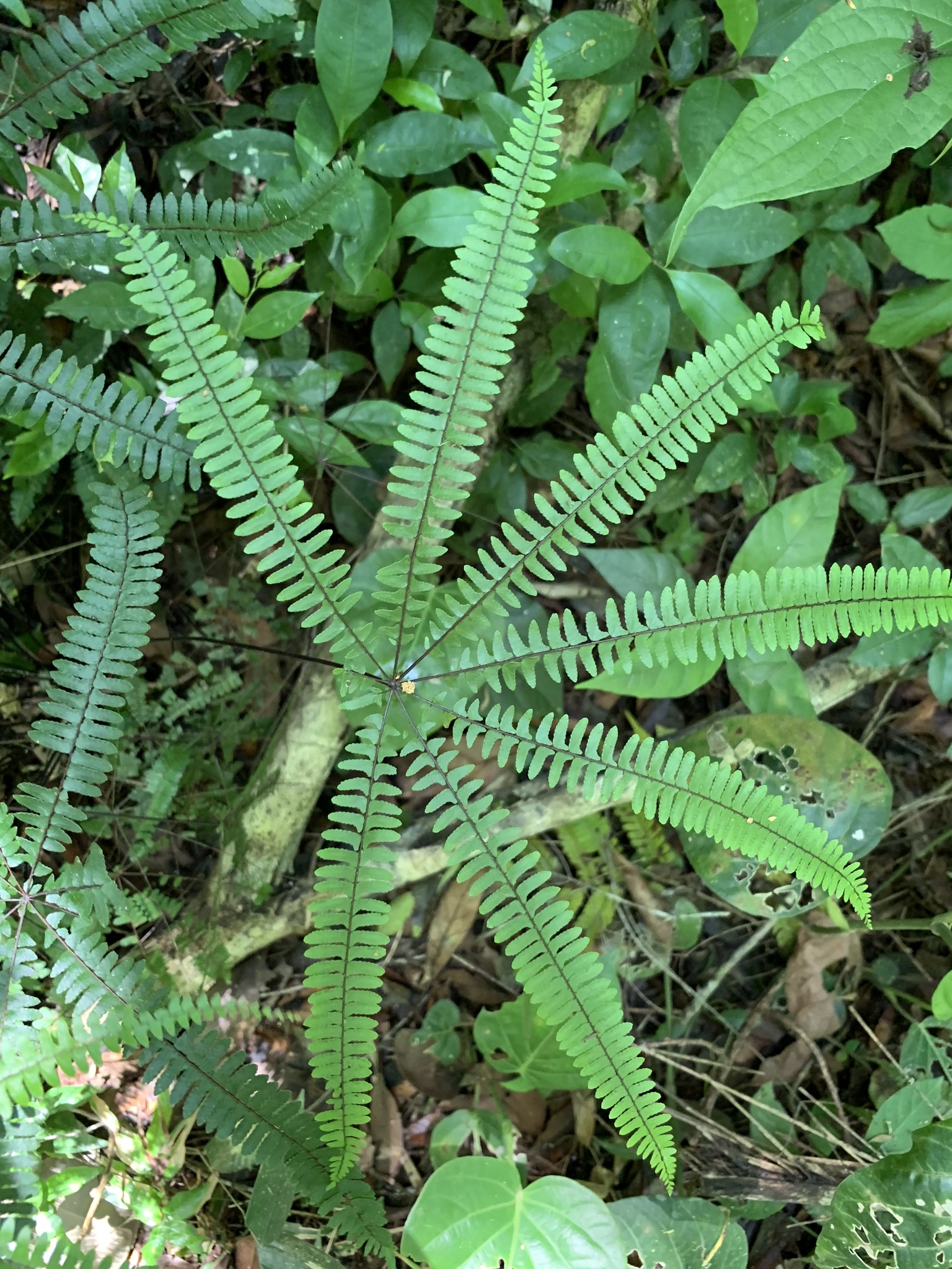 Adiantopsis radiata
