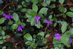 Polygaloides paucifolia
