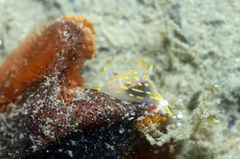 Polycera quadrilineata