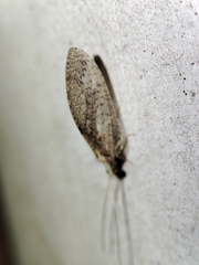 Hemerobius