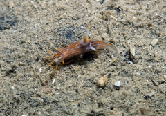 Polycera quadrilineata