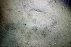 Scophthalmus rhombus