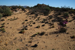 Cephalophyllum pillansii