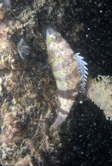 Serranus hepatus