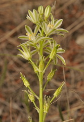 Ornithogalum narbonense