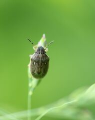 Neottiglossa pusilla