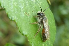 Andrena florea