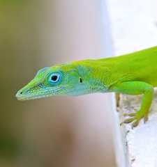 Anolis callainus