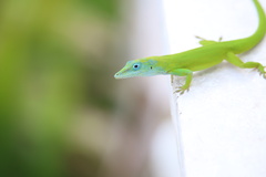 Anolis callainus
