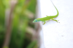 Anolis callainus