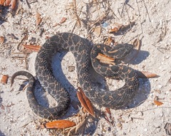 Sistrurus miliarius barbouri