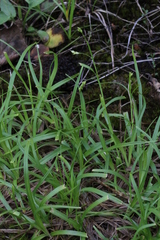 Carex capillaris