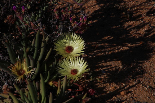 Image of Cephalophyllum pillansii by (c) Tony Rebelo, some rights reserved (CC BY-SA)