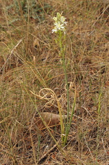 Ornithogalum narbonense