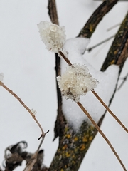 Anemone virginiana