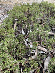 Arctostaphylos pumila