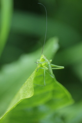 Tettigonia