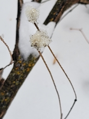 Anemone virginiana