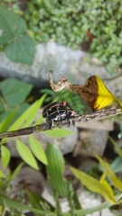 Eudiagogus episcopalis