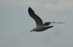Larus marinus