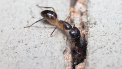 Camponotus maculatus