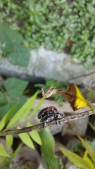 Eudiagogus episcopalis