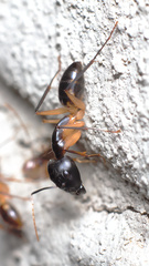 Camponotus maculatus