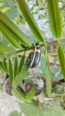 Eudiagogus episcopalis