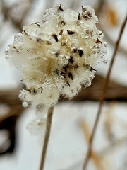 Anemone virginiana