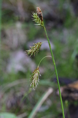 Carex castanea