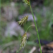 Carex castanea - Photo (c) Paul Marcum, μερικά δικαιώματα διατηρούνται (CC BY-NC), uploaded by Paul Marcum
