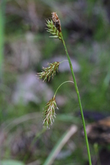 Carex castanea