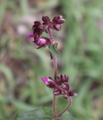 Mirabilis melanotricha