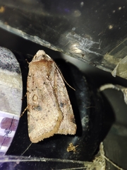 Cerastis faceta