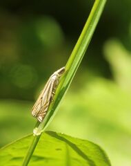 Crambus lathoniellus