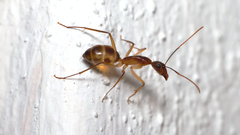 Camponotus maculatus