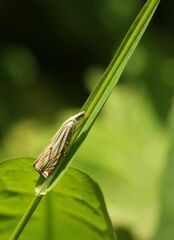 Crambus lathoniellus