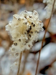Anemone virginiana