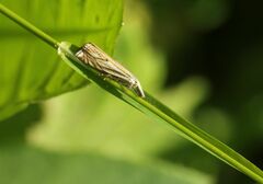Crambus lathoniellus